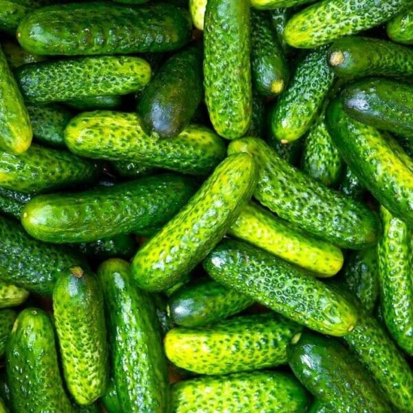 Organic Baby Cucumber 250gr