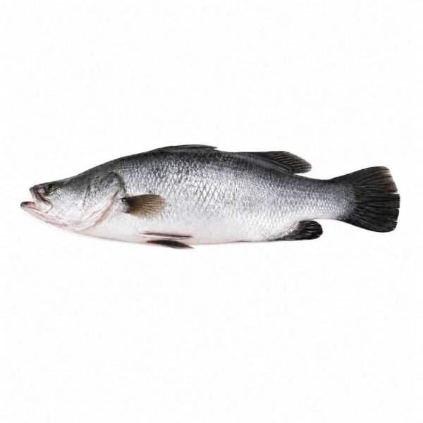 Barramundi Portion 150gr