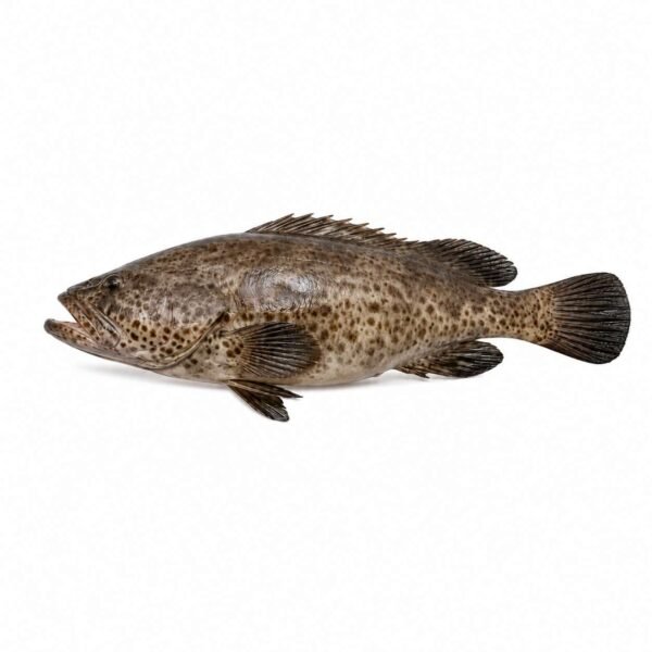 Grouper Fillet 200gr
