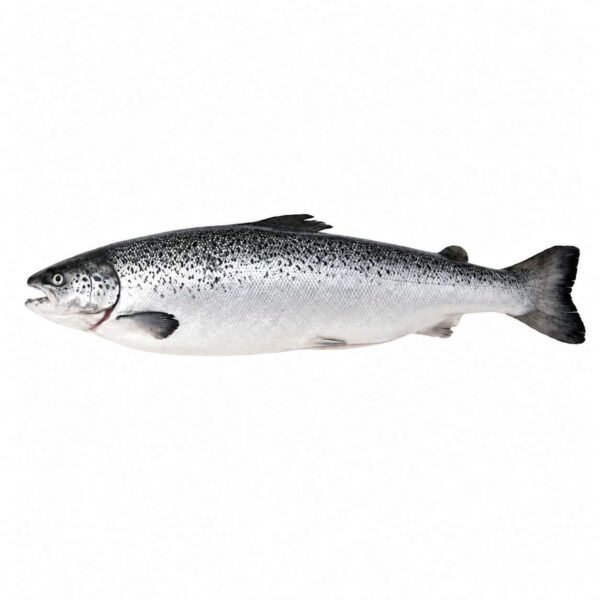 Tasmanian Salmon 150gr