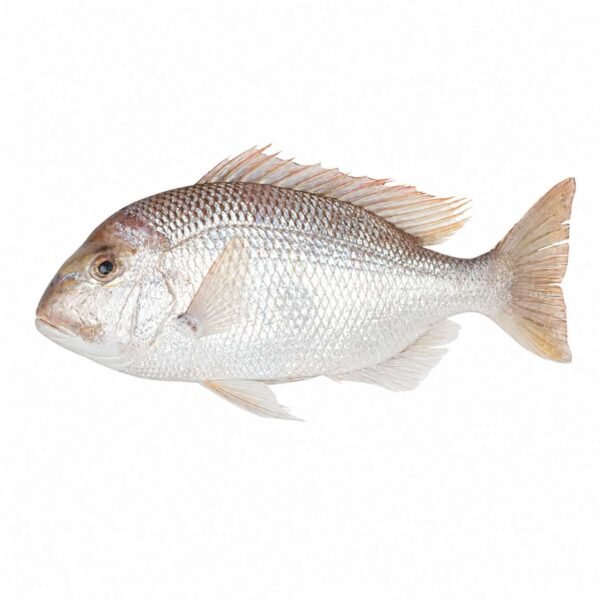 White Snapper White 200gr