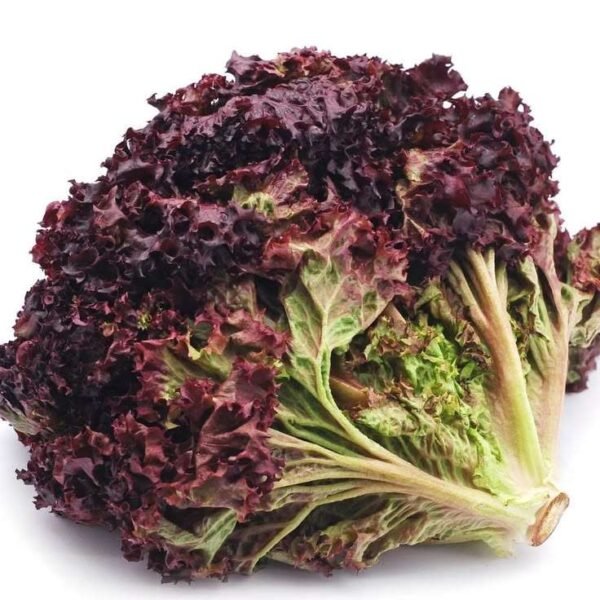 Organic Red Lettuce
